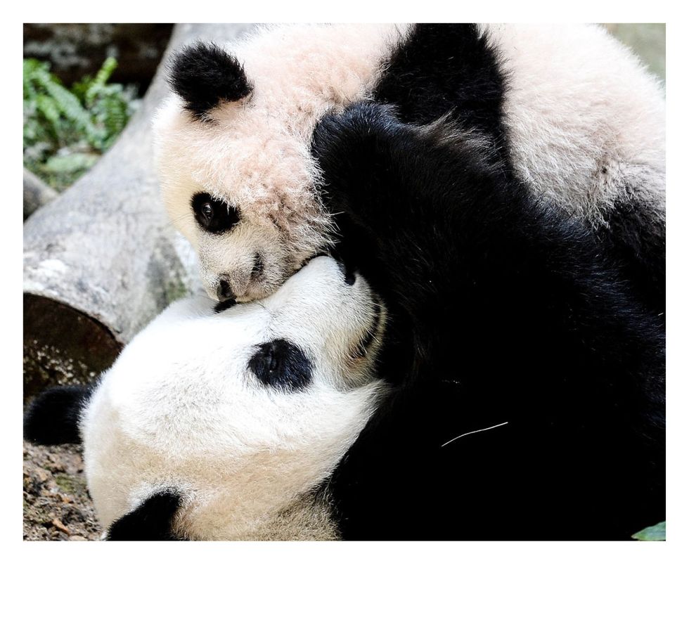 Panda, Bear, Nose, Snout, Carnivore, Terrestrial animal, Sky, Photography, Zoo, Adaptation, 