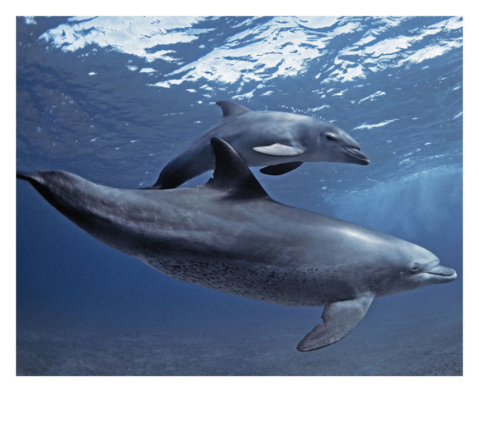 Vertebrate, Bottlenose dolphin, Dolphin, Marine mammal, Common bottlenose dolphin, Cetacea, Marine biology, Fin, Short-beaked common dolphin, Spinner dolphin, 