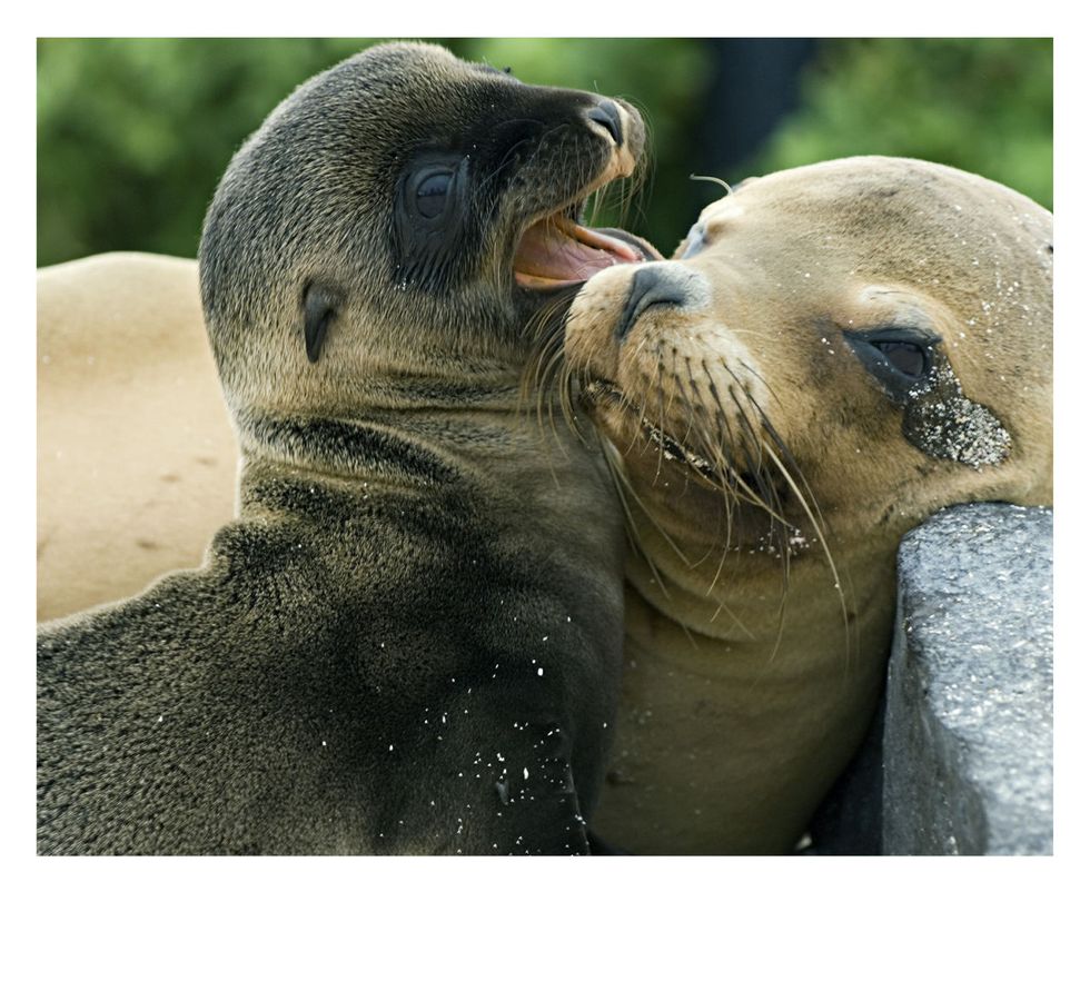 Vertebrate, Seal, California sea lion, Fur seal, Steller sea lion, Marine mammal, Snout, Wildlife, Harbor seal, Terrestrial animal, 