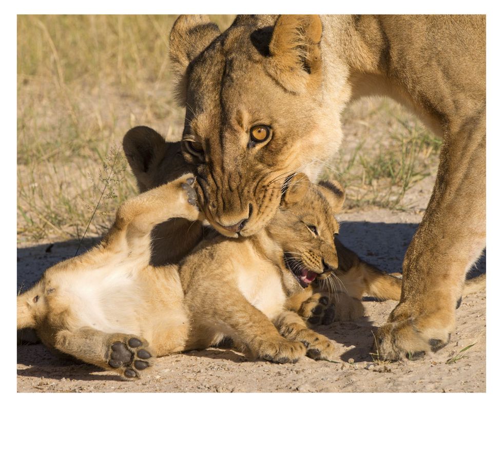 Vertebrate, Wildlife, Lion, Mammal, Felidae, Big cats, Carnivore, Masai lion, Adaptation, Safari, 