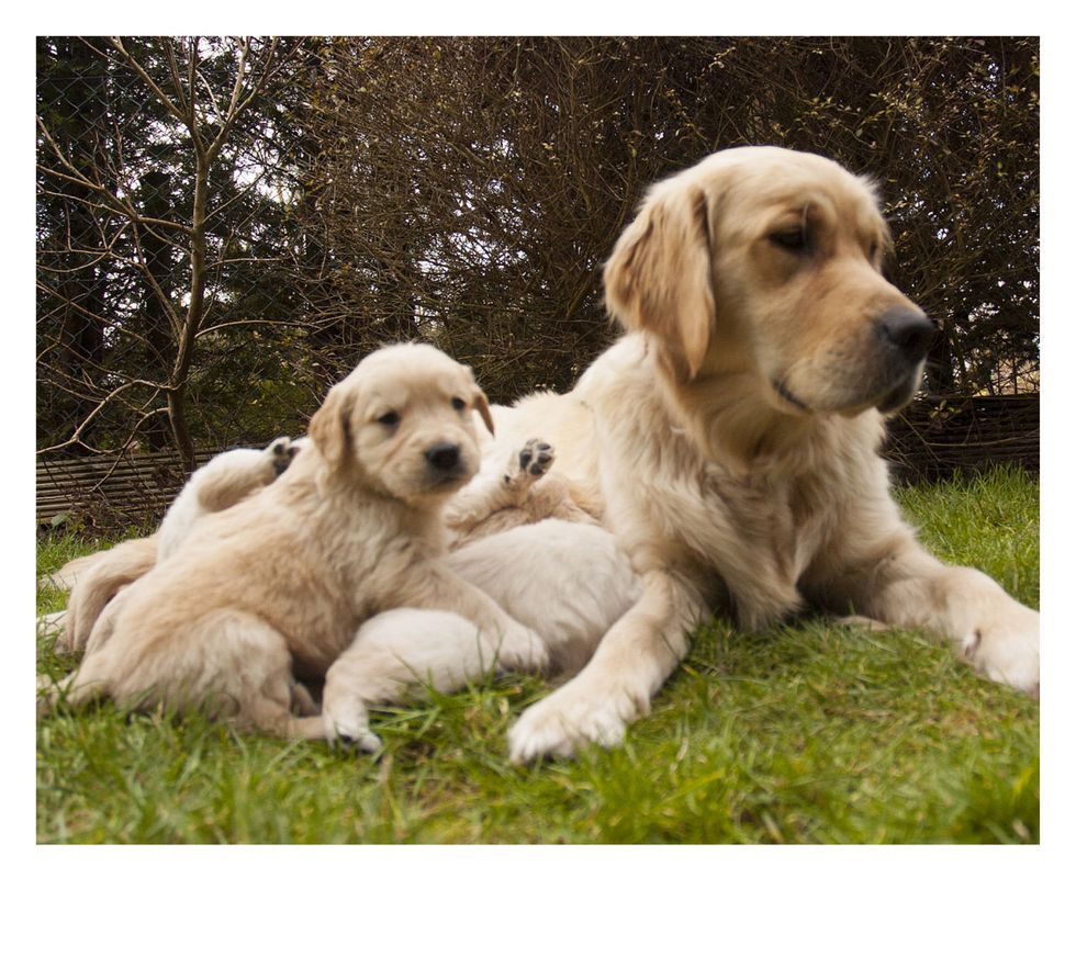 Dog breed, Dog, Carnivore, Mammal, Puppy, Companion dog, Beige, Fawn, Working animal, Sporting Group, 