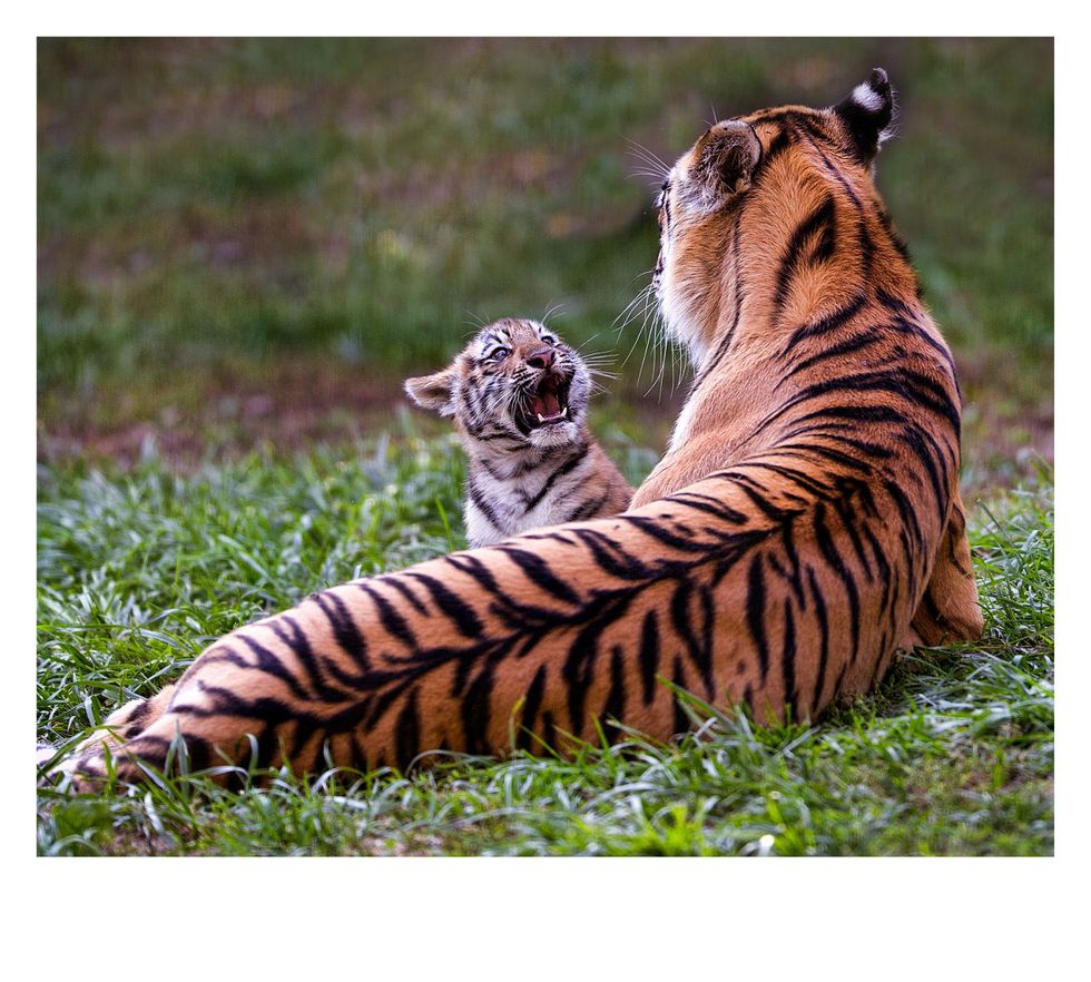 Tiger, Bengal tiger, Natural environment, Skin, Siberian tiger, Big cats, Felidae, Whiskers, Carnivore, Terrestrial animal, 
