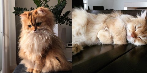 Smoothie Il Gatto Fotogenico Di Instagram