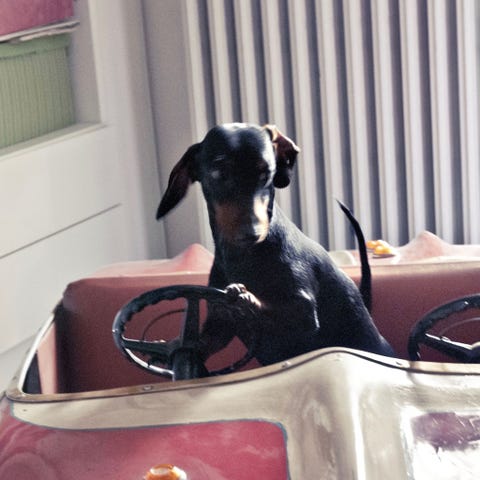 Cani Bassotti 10 Cose Che Da Sapere Prima Di Prenderne Uno