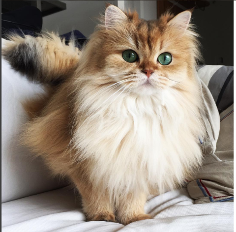 Smoothie Il Gatto Fotogenico Di Instagram