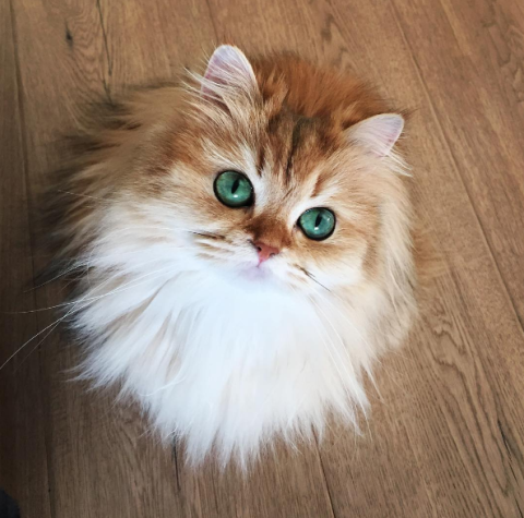 Smoothie Il Gatto Fotogenico Di Instagram