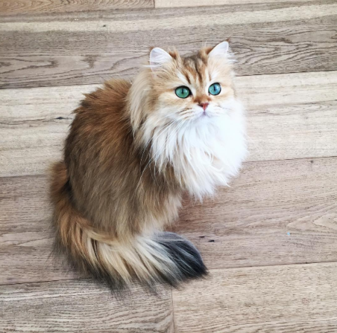 Smoothie Il Gatto Fotogenico Di Instagram