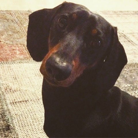 Cani Bassotti 10 Cose Che Da Sapere Prima Di Prenderne Uno