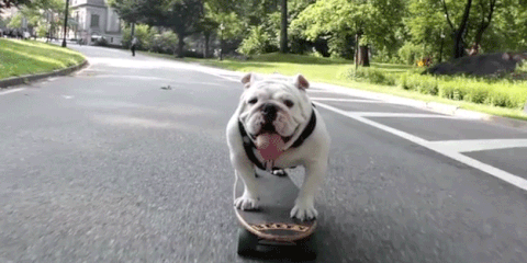 15 Cose Da Sapere Se Vuoi Prendere Un Bulldog Inglese