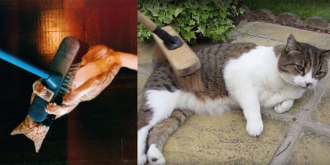 I Video Dei Gatti Che Amano Giocare Con Le Scope
