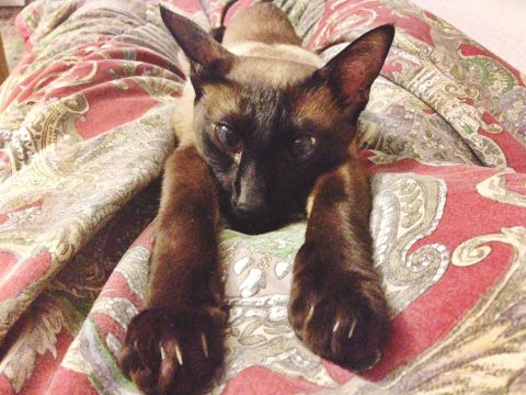 Gatto Siamese Le Cose Da Sapere