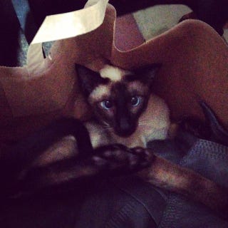 Gatto Siamese Le Cose Da Sapere