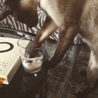 Gatto Siamese Le Cose Da Sapere