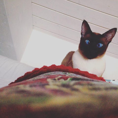 Gatto Siamese Le Cose Da Sapere
