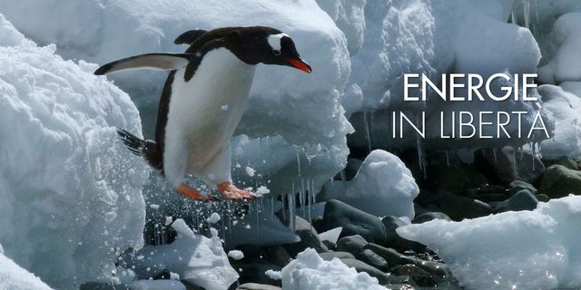 Penguin, Winter, Freezing, Ice, Vertebrate, Snow, Bird, Ice cap, Polar ice cap, Flightless bird, 