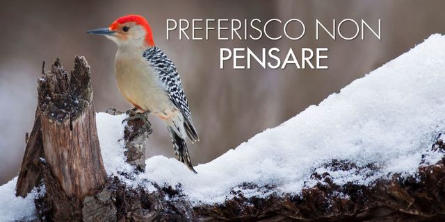 Winter, Red bellied Woodpecker, Bird, Beak, Freezing, Adaptation, Ice, Snow, Woodpecker, Piciformes, 