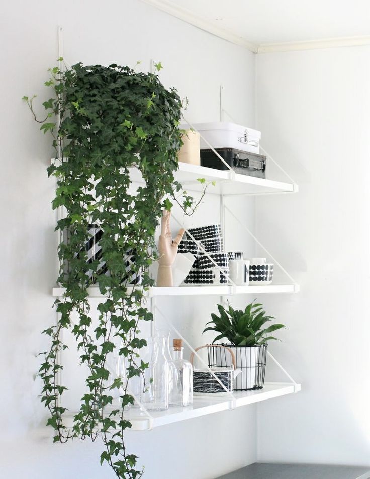 Green, Interior design, Flowerpot, Houseplant, Design, Shelving, Plywood, Vase, Shelf, 