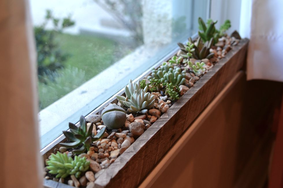 Pebble, Gravel, Botany, Interior design, Succulent plant, Daylighting, Houseplant, Annual plant, Perennial plant, Flowerpot, 