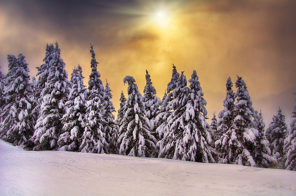Branch, Winter, Freezing, Atmosphere, Snow, Evening, Sunlight, Evergreen, Spruce-fir forest, Morning, 