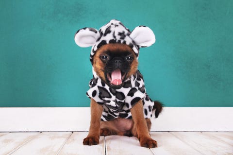 100 Nomi Per Cani Maschi E Femmina Dolci E Carini