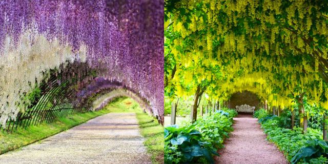 tunnel fiori belli nel mondo