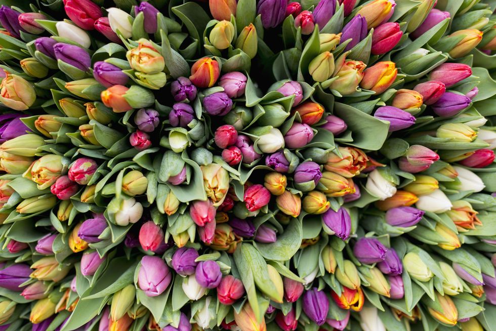 <p>Per ammirare la fioritura dei tulipani non serve volare fino in Olanda.&nbsp;Se sei un'appassionata di fiori celebra la primavera con due appuntamenti imperdibili&nbsp;<span class="redactor-invisible-space">vicino a casa. Al<strong data-redactor-tag="strong" data-verified="redactor"> Castello di Pralormo,</strong> vicino a Torino, come ogni anno si tiene <em data-redactor-tag="em" data-verified="redactor">Messer Tulipano</em>: il cortile del castello si colora con migliaia di fiori.&nbsp;</span><span>Nel <strong data-redactor-tag="strong" data-verified="redactor">Giardino di Villa Pisani Bolognesi Scalabrin</strong> a Vescovana, in provincia di Padova, dal 24 marzo al 25 aprile 2017 sessantamila tulipani creeranno un tappeto di fiori, curato dalla paesaggista olandese Jacqueline van der Kloet.</span></p>