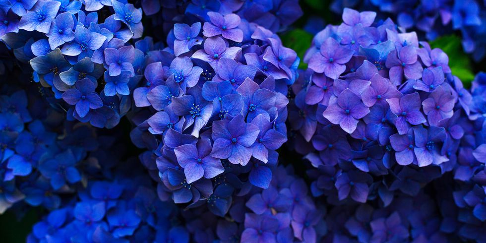 Blue, Cobalt blue, Purple, Violet, Flower, Plant, Petal, Hydrangea, Lavender, Hydrangeaceae, 