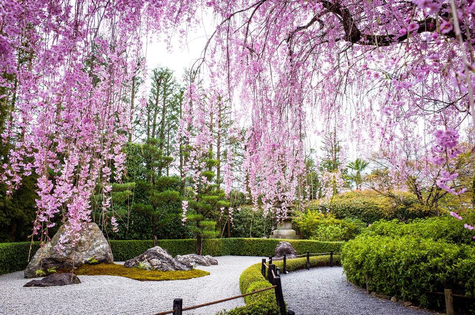 This photo was taken at Myoshin-ji temple, Kyoto. The tree of weeping cherry blossoms by the Japanese dry zen garden is in full bloom.