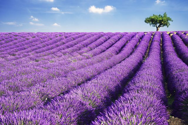 Purple, Lavender, Violet, Agriculture, Field, Farm, Plantation, Lavender, Groundcover, Annual plant, 
