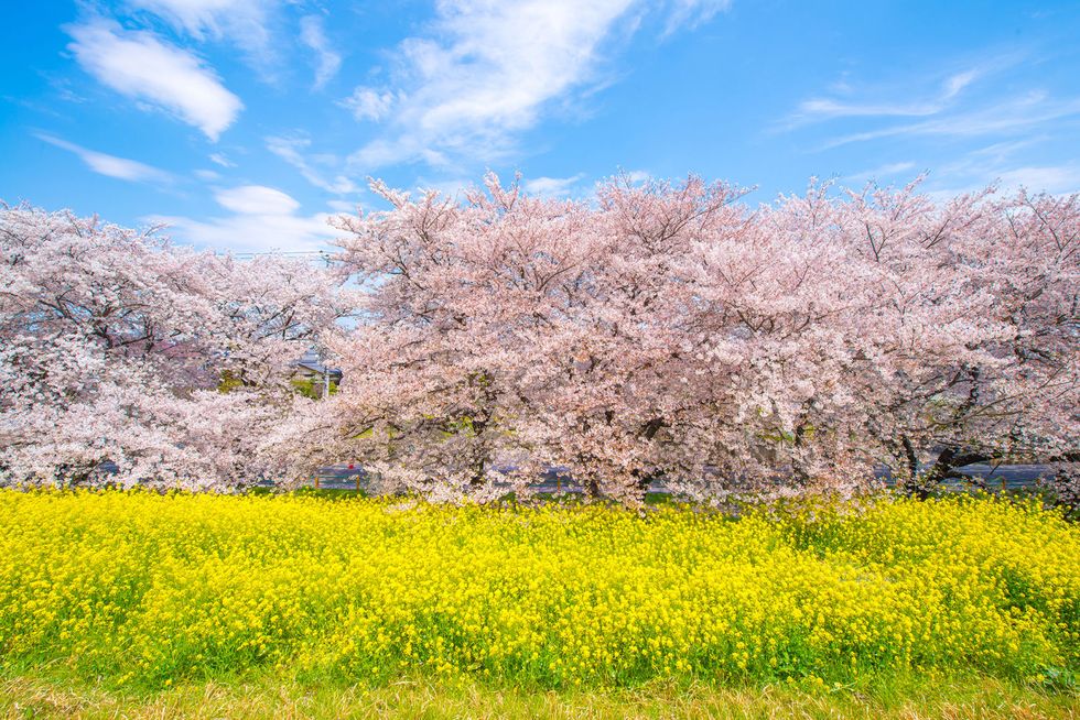 akura, Japanese cherry blossom and Rapeseed blooming at Kumagayaarakawa Ryokuchi Park in Kumagaya, Saitama. The 1 of  Japan's Top 100 Cherry Blossom SpotsS
