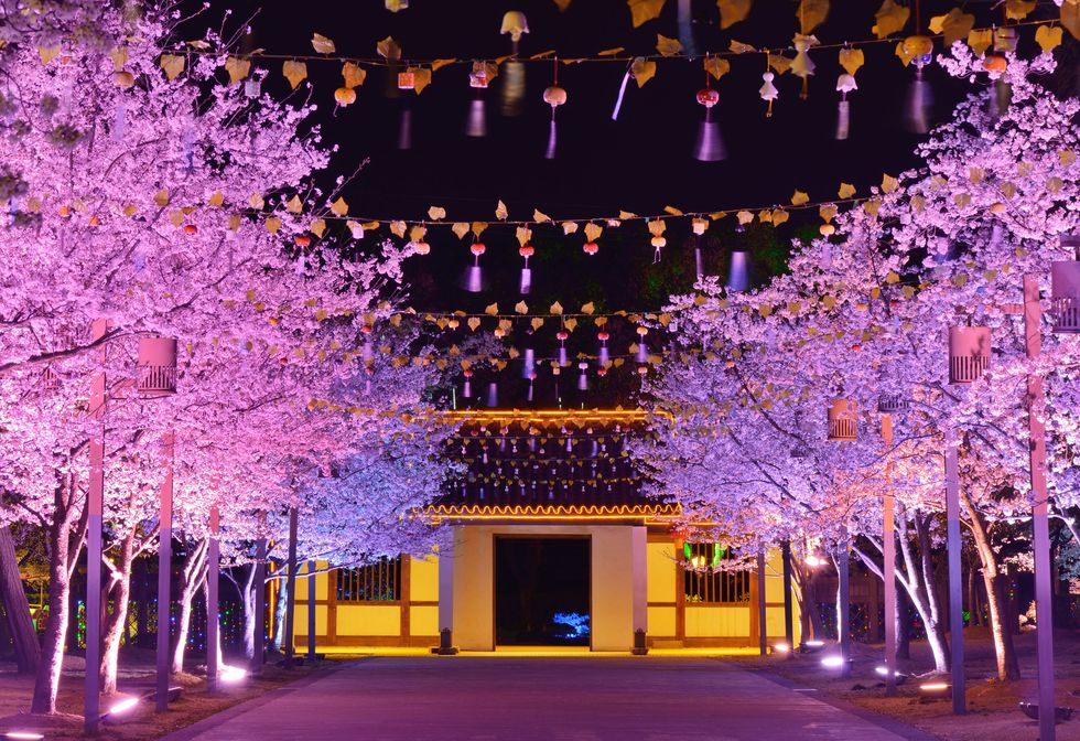Cherry blossoms lush season at night in the roadside. Wuxi, Jiangsu Province, China. Yuantouzhu is one of the world's three major cherry blossom viewing the Holy Land.