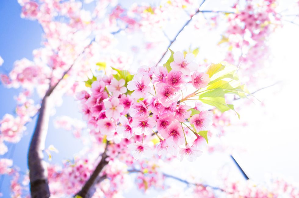 This photo was taken at Sanjyo Ohashi bridge, Kyoto. Pink cherry blossoms are in full bloom against the blue sky.