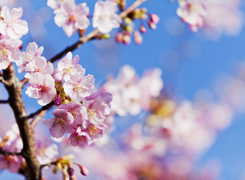 pink cherry blossoms against clear blue sky