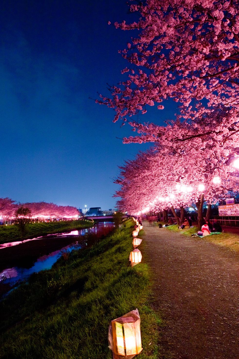 Sakura, cherry blossoms, at night in Asakadai, Saitama.