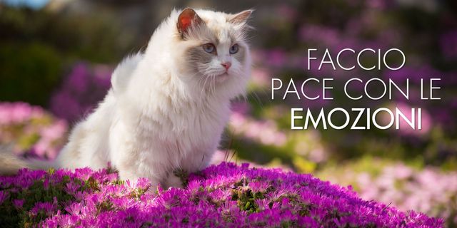 Purple, Pink, Magenta, Violet, Facial expression, Whiskers, Carnivore, Felidae, Cat, Small to medium-sized cats, 