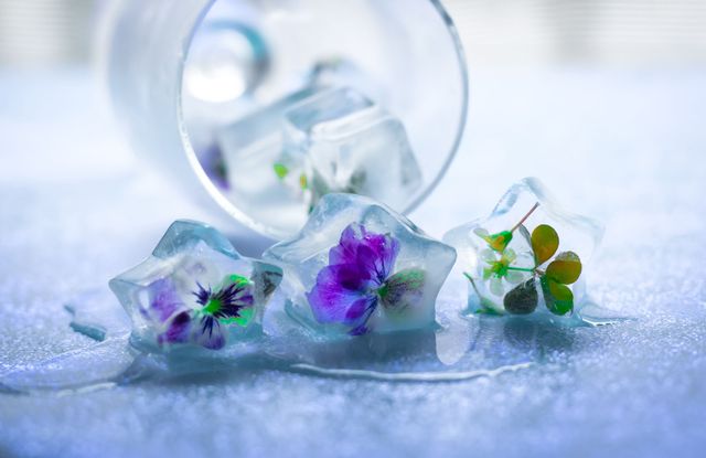 Violet, Blue, Purple, Flower, Petal, Lilac, Still life photography, Still life, Plant, Transparent material, 