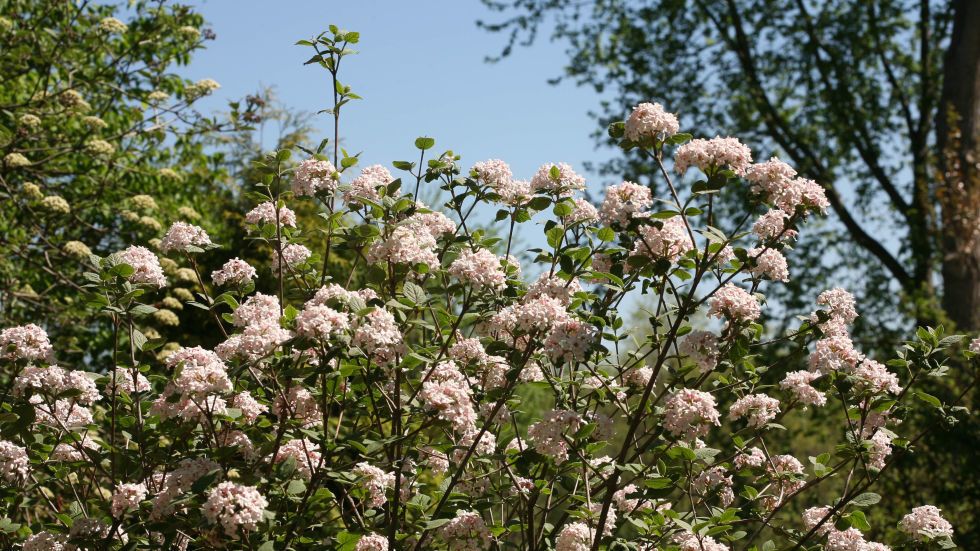 <p>Il Viburno, nella sua varietà Korean Spice (Viburnum Carlesii Aurora) è una pianta resistentissima che fiorisce in primavera. I suoi fiori in genere sono bianchi o rosa pallido e hanno un caratteristico odore speziato. Amano stare all'ombra parziale ma non temono l'insolazione diretta.</p><p>Prova queste varietà</p><p>•<strong data-redactor-tag="strong">Spice Girl</strong>: fa fiori rosa che resistono fino all'inizio dell'autunno.</p><p>•<strong data-redactor-tag="strong">Spice Baby</strong>: è più compatta e fa fiori bianchi.&nbsp;</p>