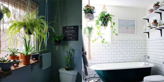 piante da bagno