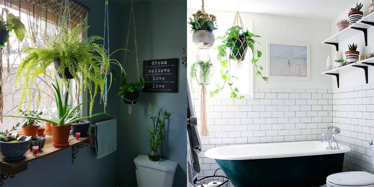 Le piante da bagno da avere in casa se non hai il pollice verde Le piante da bagno da avere in casa se non hai il pollice verde