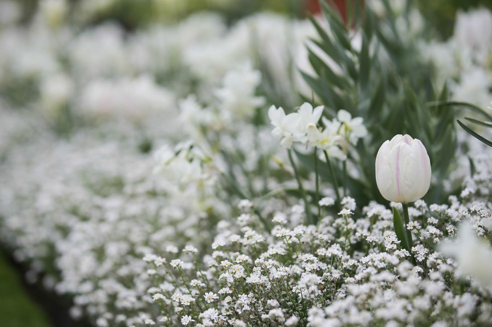 A Lady Diana Tulip is seen at the White Garden, created to celebrate the life of Diana, Princess of Wales, at Kensington Palace in north London on April 13, 2017. Formerly known as the Sunken Garden, the White Garden was created with thousands of white flowers and foliage to mark the 20th anniversary of the death of Diana, Princess of Wales in August 1997. / AFP PHOTO / Daniel LEAL-OLIVAS        (Photo credit should read DANIEL LEAL-OLIVAS/AFP/Getty Images)