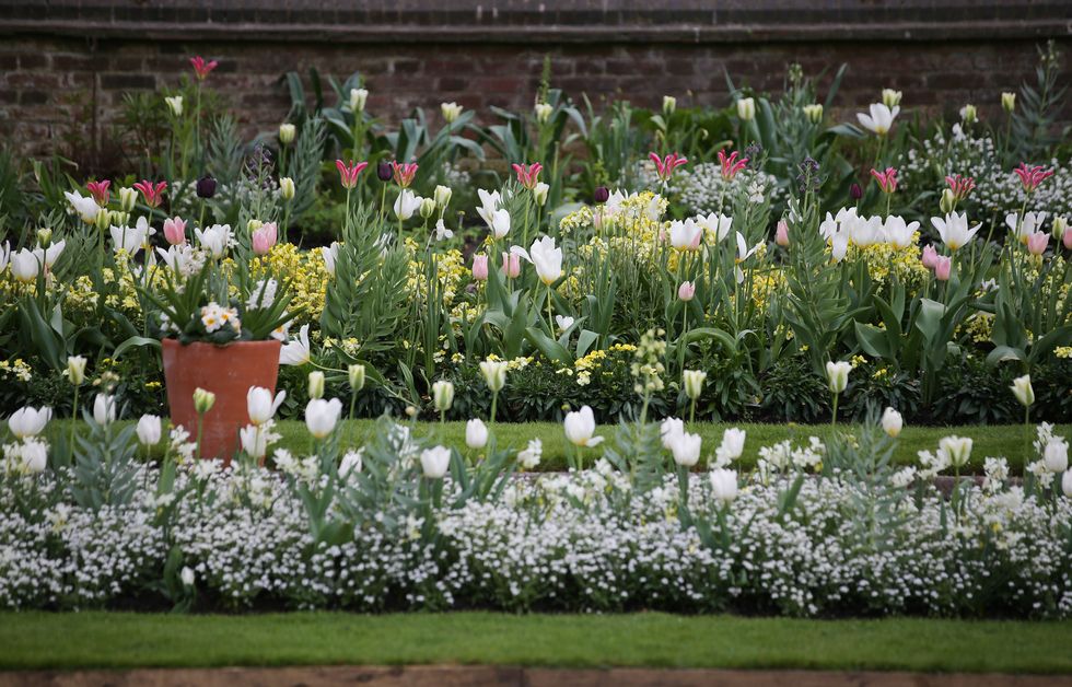 Blossoms are pictured at the White Garden, created to celebrate the life of Diana, Princess of Wales, at Kensington Palace in north London on April 13, 2017. Formerly known as the Sunken Garden, the White Garden was created with thousands of white flowers and foliage to mark the 20th anniversary of the death of Diana, Princess of Wales in August 1997. / AFP PHOTO / Daniel LEAL-OLIVAS        (Photo credit should read DANIEL LEAL-OLIVAS/AFP/Getty Images)