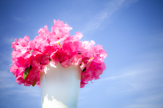 un vaso di azalee il fiore che l'airc vende per la ricerca sul tumore al seno