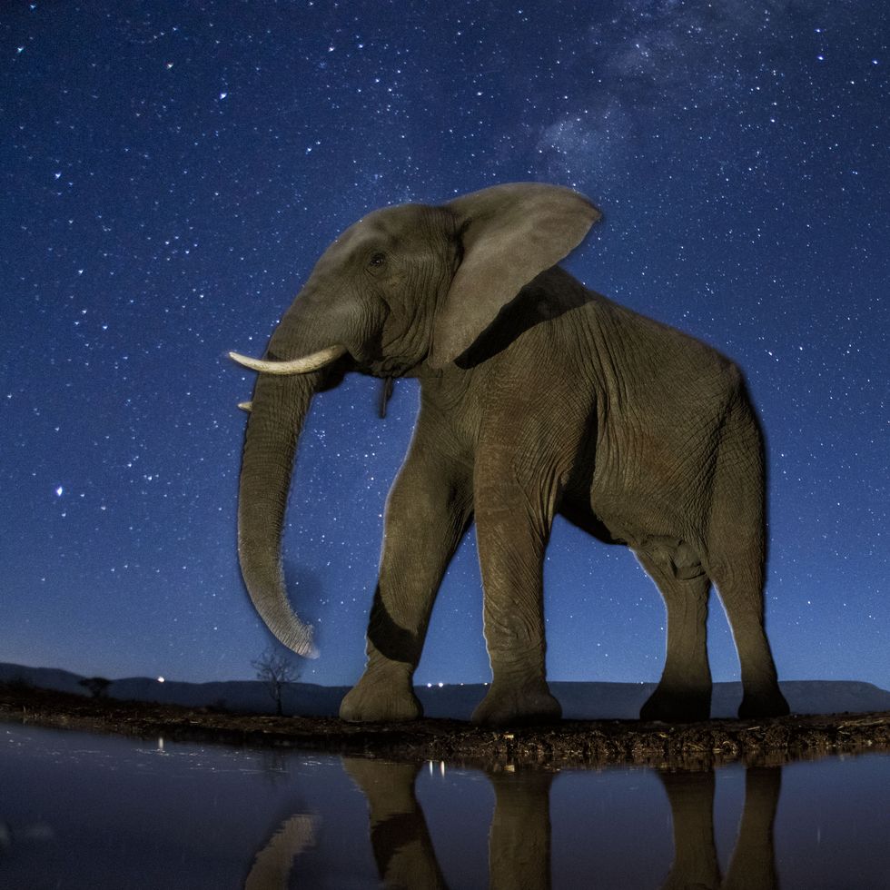 Elephant, Elephants and Mammoths, Indian elephant, African elephant, Wildlife, Terrestrial animal, Sky, Snout, Organism, Mammoth, 