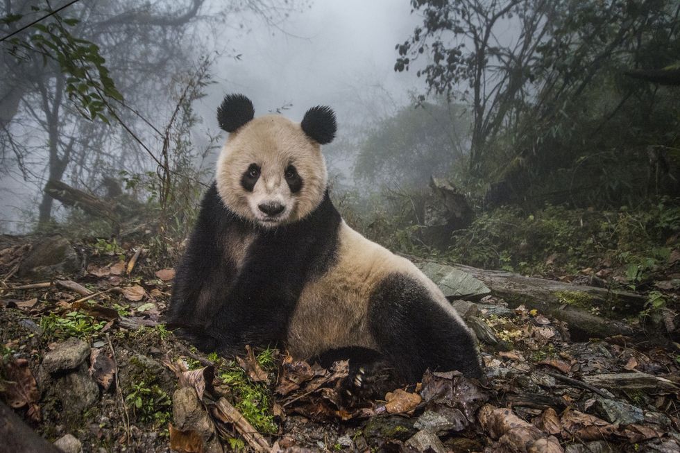 Panda, Vertebrate, Mammal, Terrestrial animal, Nature reserve, Bear, Wilderness, Wildlife, Atmospheric phenomenon, Biome, 