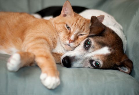 I Cani E I Gatti Riducono Il Tuo Stress Ogni Giorno Lo Dice La Scienza