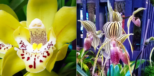 orchidee varietà più belle
