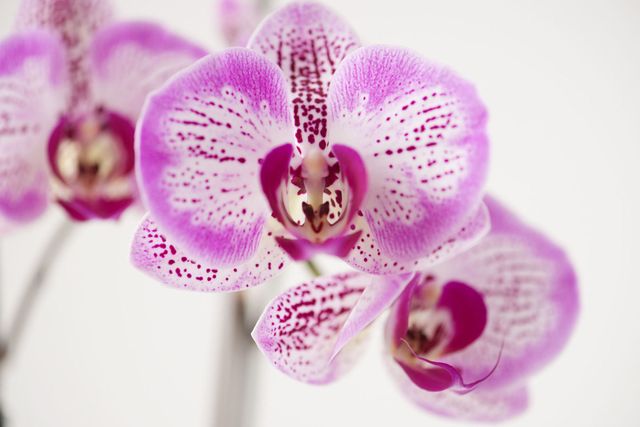 Orchidea Phalaenopsis come coltivarla