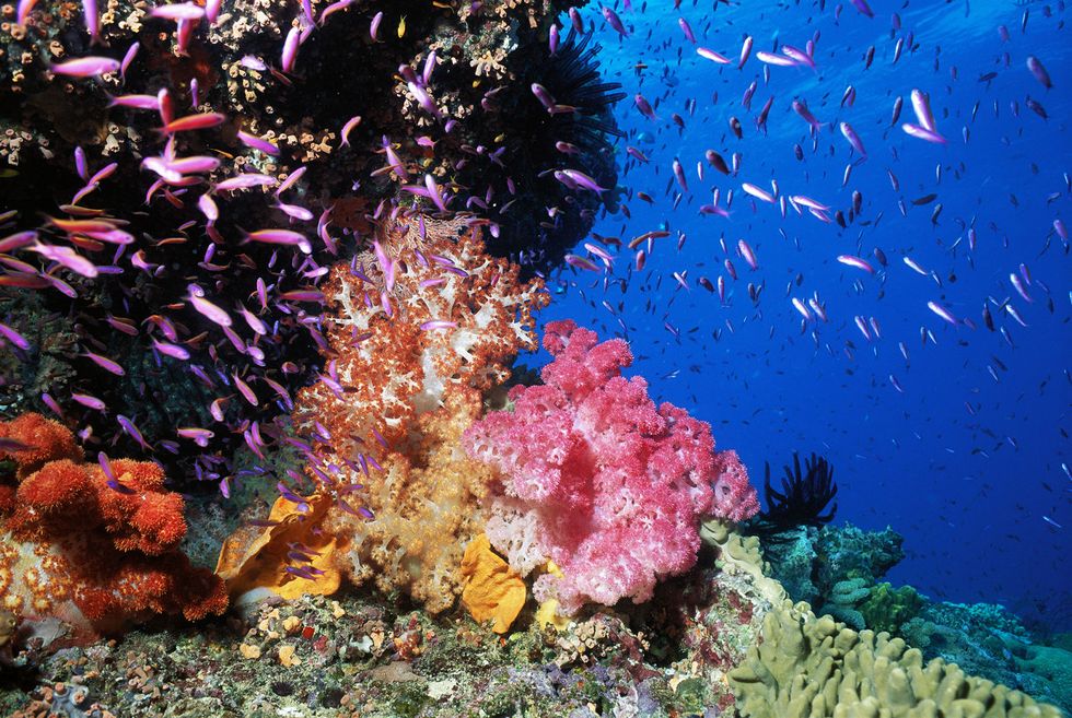 <p>Tutte le barriere coralline del mondo sono seriamente in pericolo a causa del <strong data-redactor-tag="strong" data-verified="redactor">global warming</strong>, ma la più grande del mondo<span class="redactor-invisible-space">&nbsp;ovvero quella australiana dove abitano milioni di specie marine,&nbsp;secondo gli esperti&nbsp;potrebbe sparire entro un secolo. <a href="http://www.greenpeace.org/international/en/news/features/save-great-barrier-reef/" target="_blank" data-tracking-id="recirc-text-link">GreenPeace è in prima linea</a> per conservarla lanciando petizioni e attività di sensibilizzazione.<span class="redactor-invisible-space"></span></span></p>