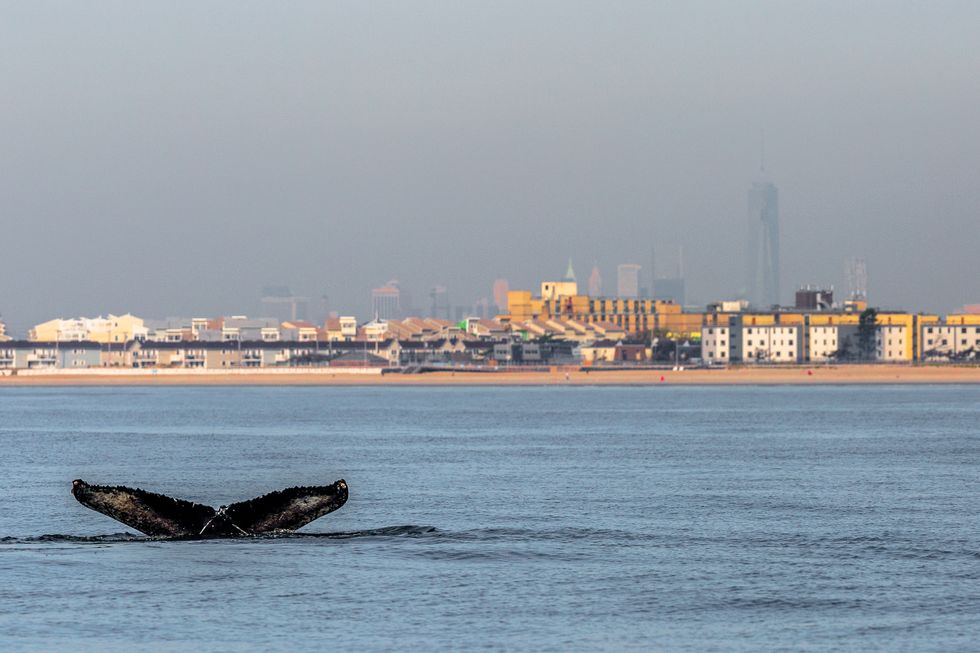 NEW YORK - OCTOBER 3: A humpback whale shows its fluke off Rockaway Beach with One World Trade Center in the background Octoebr 3, 2013 in the Rockaway Beach neighborhood of the Queens borough of New York City. (Photo by Artie Raslich/Getty Images)