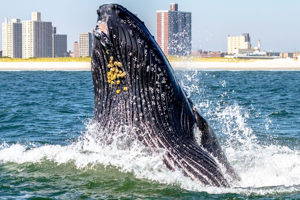 NEW YORK - OCTOBER 2: A humpback whale lunge feeds very close to a boat off Rockaway Peninsula with Rockaway Beach in the background October 2, 2013 in the Rockaway Beach neighborhood of the Queens borough of New York City. (Photo by Artie Raslich/Getty Images)